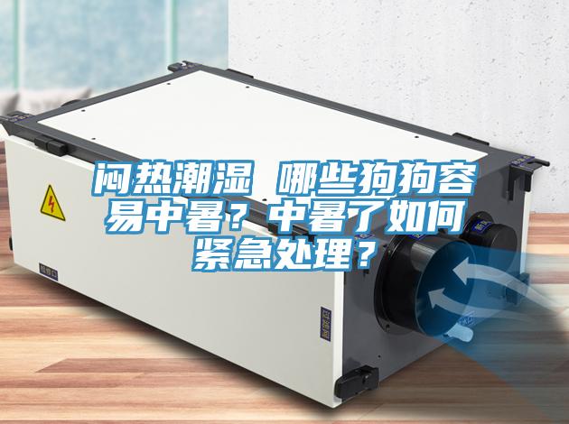 悶熱潮濕 哪些狗狗容易中暑？中暑了如何緊急處理？